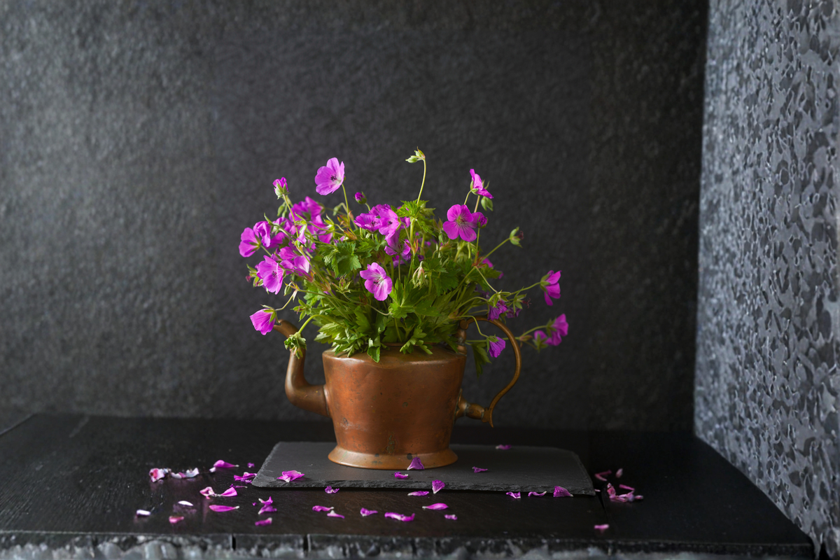 Royal Regal Geranium Live Plant Pelargonium × domesticum - One Purple Pink Starter Plant