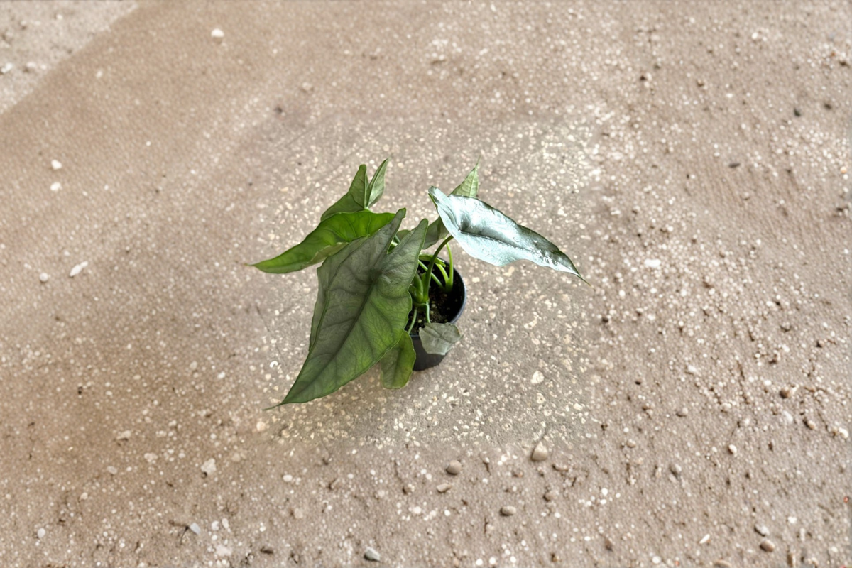 Alocasia Dragon’s Breath Live Plant - Rooted Starter Plant