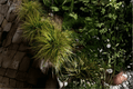 Everillo Golden Japanese Sedge (Carex oshimensis ‘Everillo’) - 4-Inch Pot, 1 Live Plant