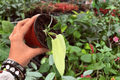 Philodendron Florida Ghost Mint - 2 Exact 4-Inch Pots | Live Plants
