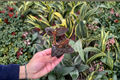 Ludochilus 'Sea Turtle' Jewel Orchid Starter Plant - Bare Root