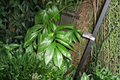 Dragon Tail Rhaphidophora (Rhaphidophora decursiva) Live Plant in 4" Pot