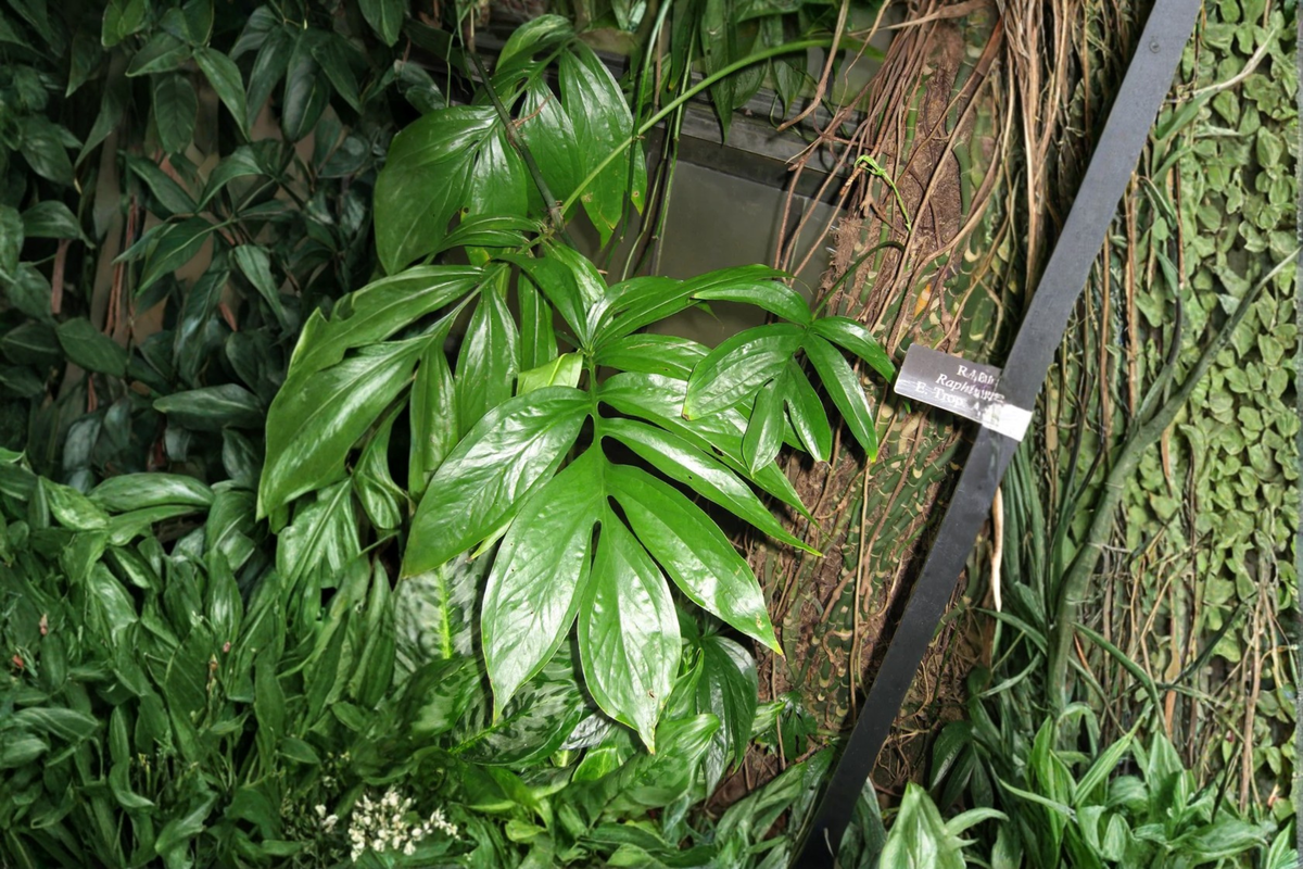 Dragon Tail Rhaphidophora (Rhaphidophora decursiva) Live Plant in 4" Pot