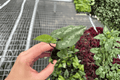 Asarum splendens 'Quicksilver' Starter Plants (2) | Chinese Wild Ginger, Bare Root in Soil Pods