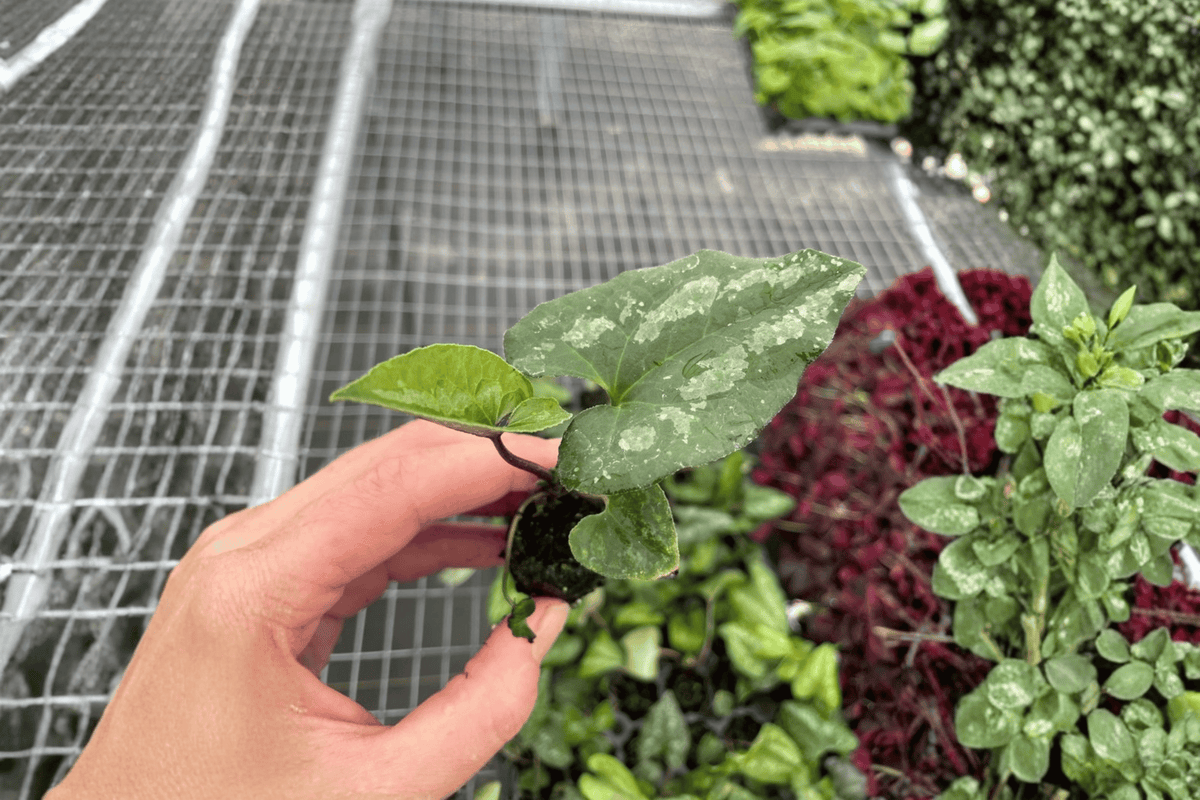 Asarum splendens 'Quicksilver' Starter Plants (2) | Chinese Wild Ginger, Bare Root in Soil Pods