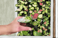 Aglaonema Lucky Red Starter Plants (2) – Bare Root | Chinese Evergreen
