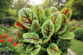 Red Veined Sorrel Rumex sanguineus Rooted Live Plant - Perennial Herb, Free Shipping