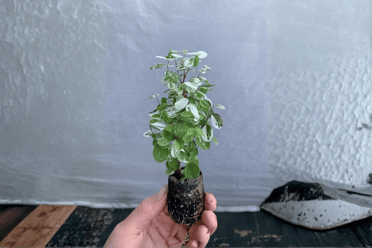 Snowbush Breynia disticha Starter Plants - Bare Root (2) | Snow Bush Live Plants
