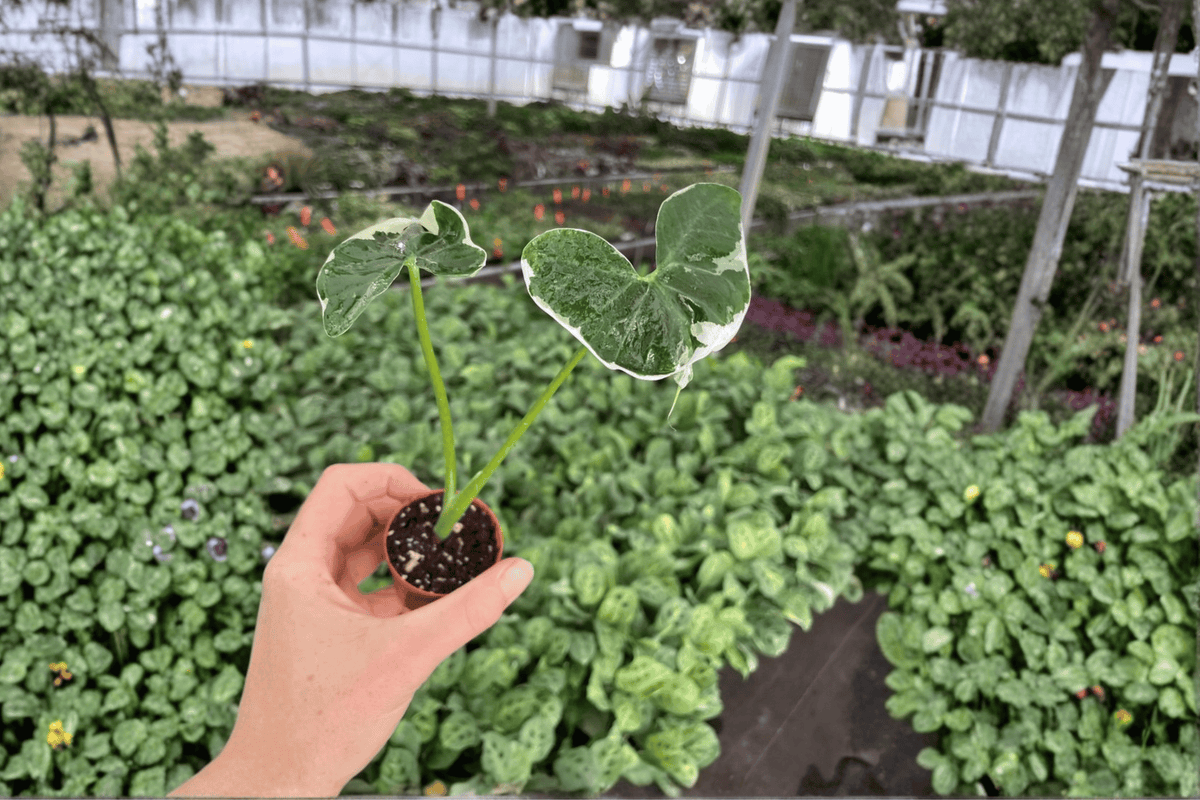 Alocasia Mickey Mouse Variegated Starter Plants (2-Pack) in 2-Inch Pots