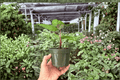 Anthurium Hulk x Velvet Moira - 2 Live Plants in 4-Inch Pots