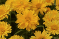 Double the Sun Tickseed Coreopsis grandiflora ‘Double the Sun’ – 4-Inch Live Plant