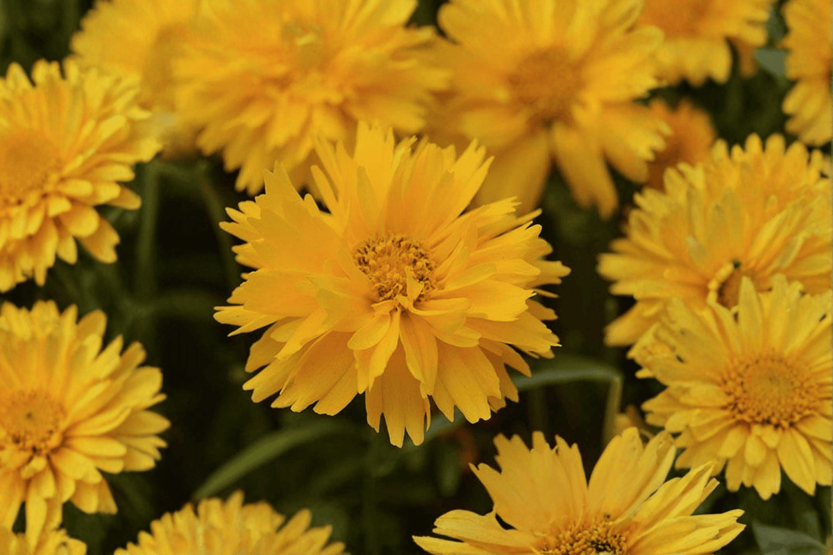 Double the Sun Tickseed Coreopsis grandiflora ‘Double the Sun’ – 4-Inch Live Plant