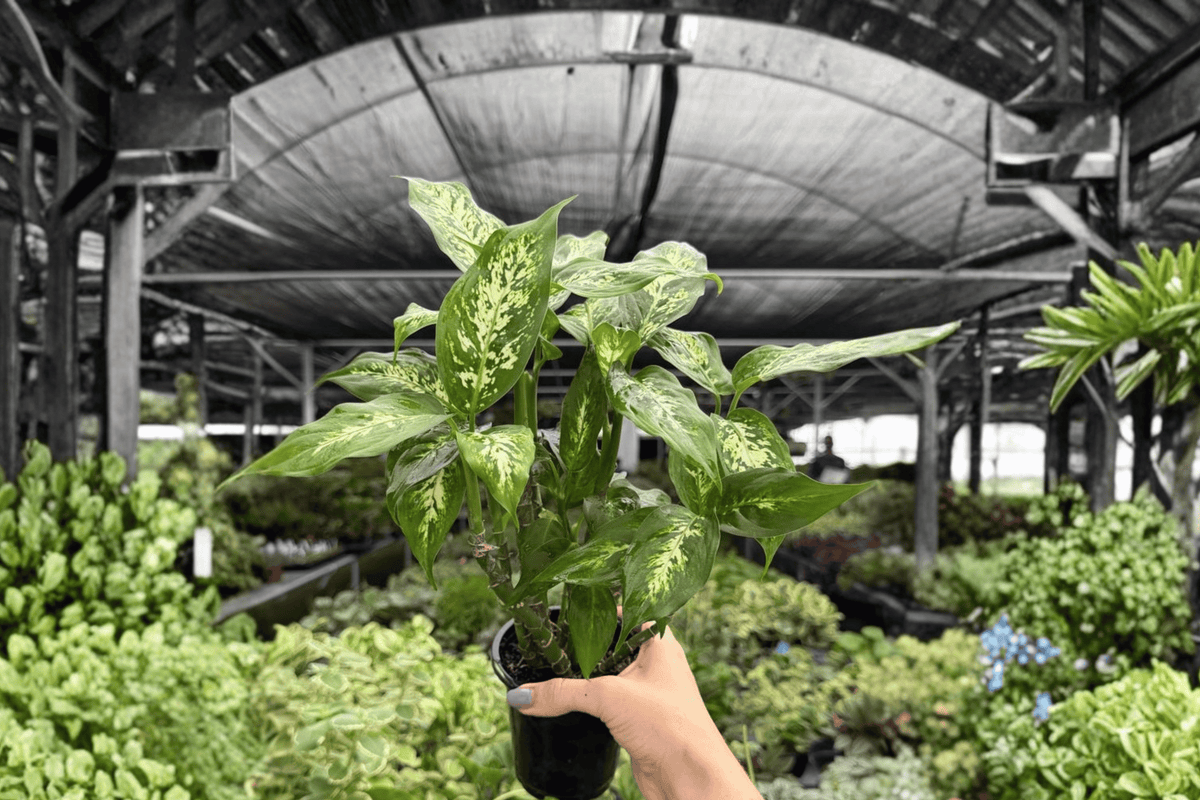 Dieffenbachia Compacta - 2 Live Plants in 4-Inch Pots, Shipped Potted