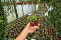 String of Pearls (Curio rowleyanus) - 2 Live Plants in 4-Inch Pots