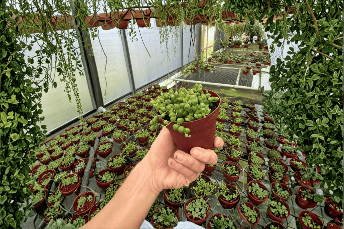 String of Pearls (Curio rowleyanus) - 2 Live Plants in 4-Inch Pots