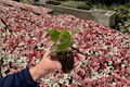 Aluminum Plant Starter Plants (Pilea cadierei) – 2 Live Bare-Root Starters in Protected Soil Pods