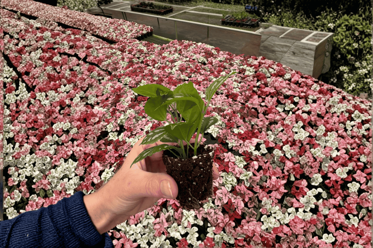 Aluminum Plant Starter Plants (Pilea cadierei) – 2 Live Bare-Root Starters in Protected Soil Pods
