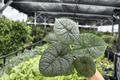 Alocasia Melo Live Plants - 2x 4-Inch Pots | Tropical Aroid