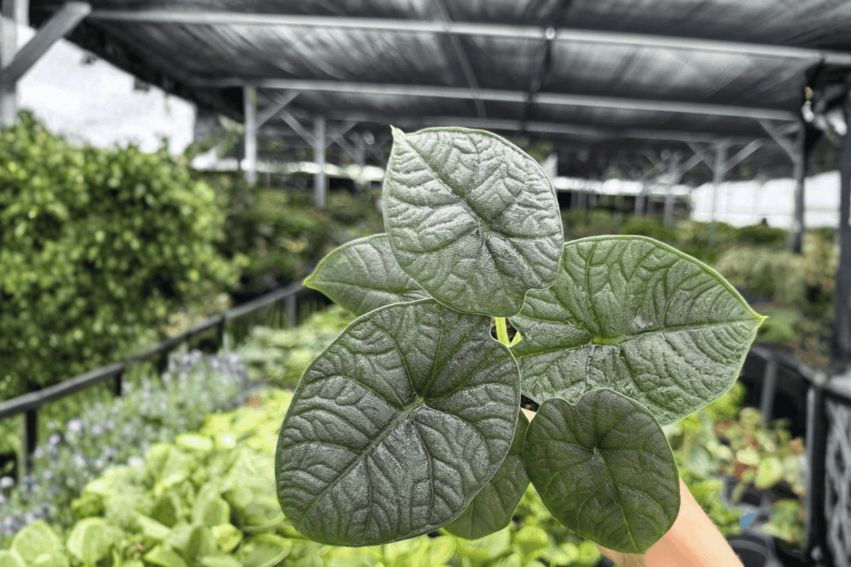 Alocasia Melo Live Plants - 2x 4-Inch Pots | Tropical Aroid