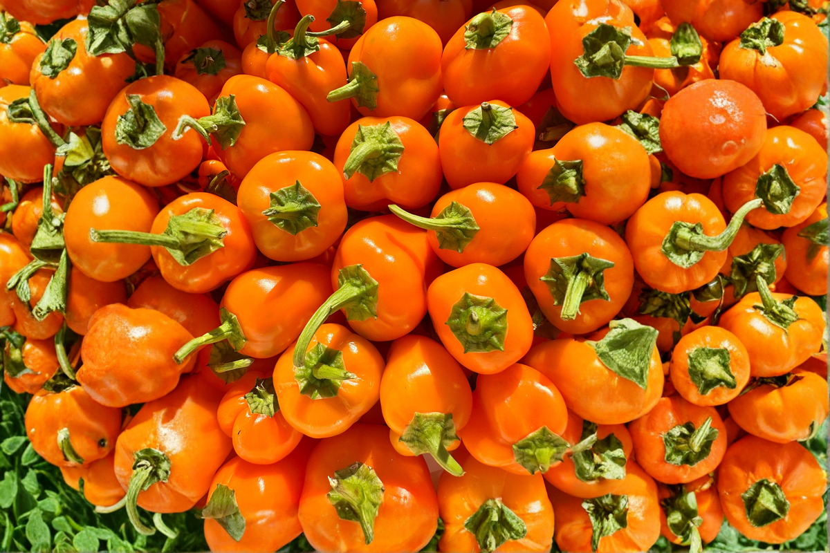 Aji Chinchi Amarillo Pepper Plants - 3 Live Starter Plants ~75+ Days