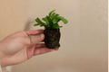 Green Flame Fern Starter Plants – 2 in Pot (2 Pack)