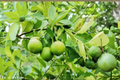 Key Lime Seeds - 5 Fresh Citrus Seeds Citrus aurantiifolia