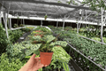 Calathea Burle Marx Amabilis 2 Live Plants in 4-Inch Pots | Goeppertia burle-marxii ‘Amabilis’