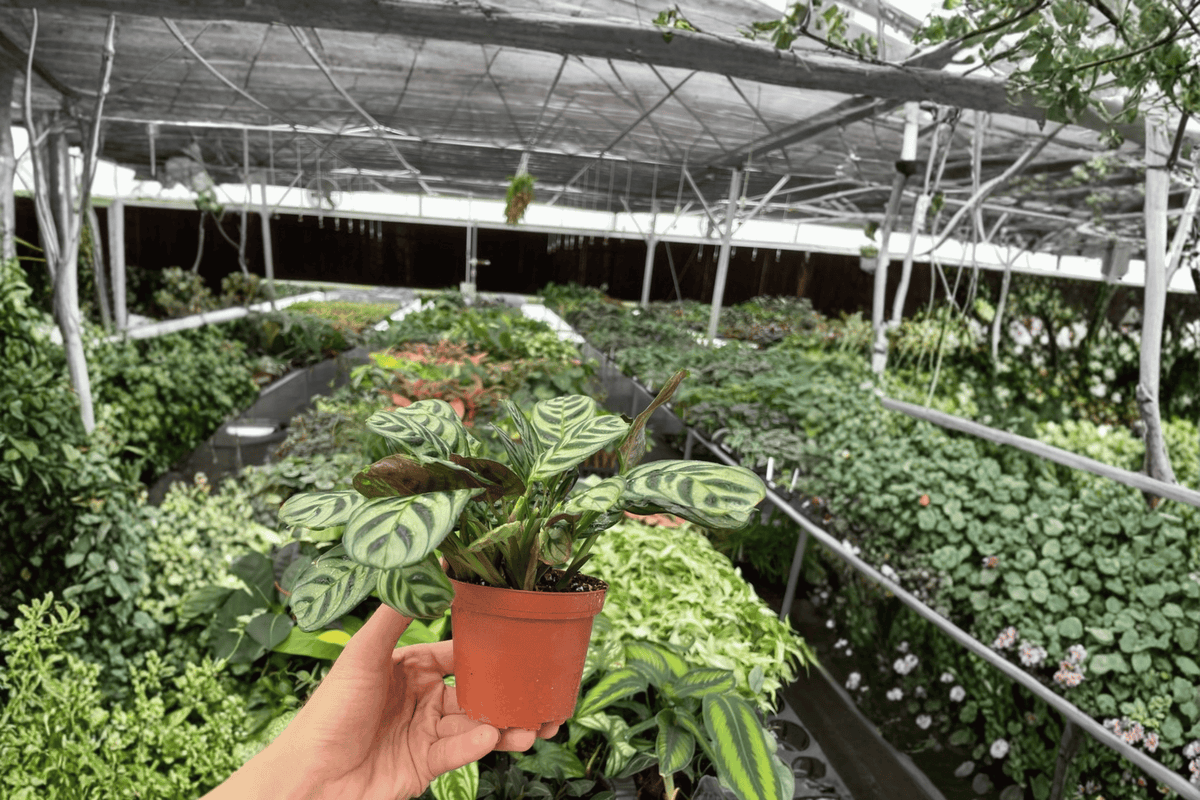 Calathea Burle Marx Amabilis 2 Live Plants in 4-Inch Pots | Goeppertia burle-marxii ‘Amabilis’