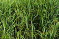 Everlime Japanese Sedge (Carex oshimensis ‘Everlime’) - 4-Inch Pot, 1 Live Plant