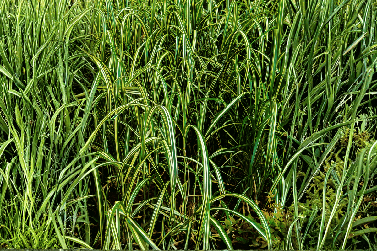 Everlime Japanese Sedge (Carex oshimensis ‘Everlime’) - 4-Inch Pot, 1 Live Plant
