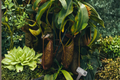 Nepenthes 'Dyeriana' Live Tropical Pitcher Plant – 2-Inch Pot