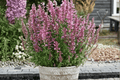 Sunny Sparks Pink Improved Hummingbird Mint - 1 Live Plant in 4-Inch Pot (Agastache Hybrid)