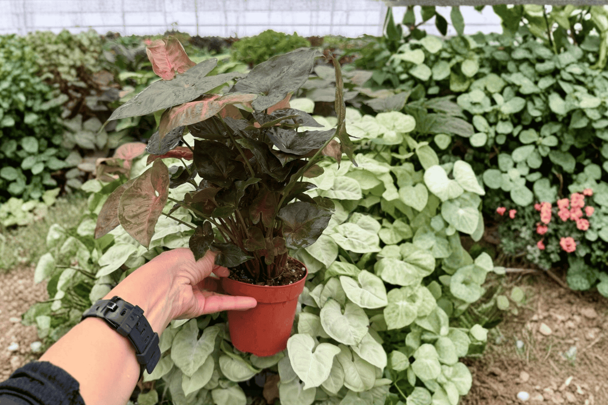 Syngonium 'Merry Maria' Live Plants - 2 Exact 4-Inch Pots