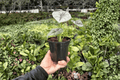 Alocasia White Dragon Hybrid Live Plant - 2 Exact Plants in 4-Inch Pots