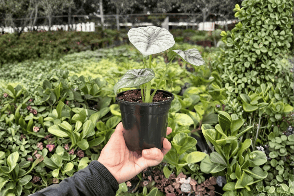 Alocasia White Dragon Hybrid Live Plant - 2 Exact Plants in 4-Inch Pots