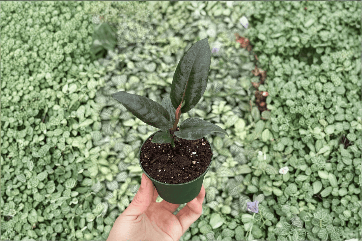 Ficus elastica ‘Black Prince’ 2-Inch Starter Plants (2-Pack) - Bare Root