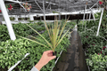 Dracaena Marginata 'Bicolor' Starter Plants (2) – Bare Root
