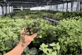 Hoya Curtisii - 2 Live Plants in 4-Inch Pots | Hoya curtisii