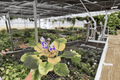 Harmony’s Purple Passion African Violet 2-Plant Set (4-in Pots) – Streptocarpus ionanthus