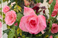 Waiheke Grandiflora Rose Live Starter Plant – Rosa Grandiflora