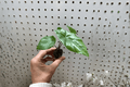 Alocasia 'Corazon' Starter Plants – 2 Live Bare Root Indoor Tropical Aroid