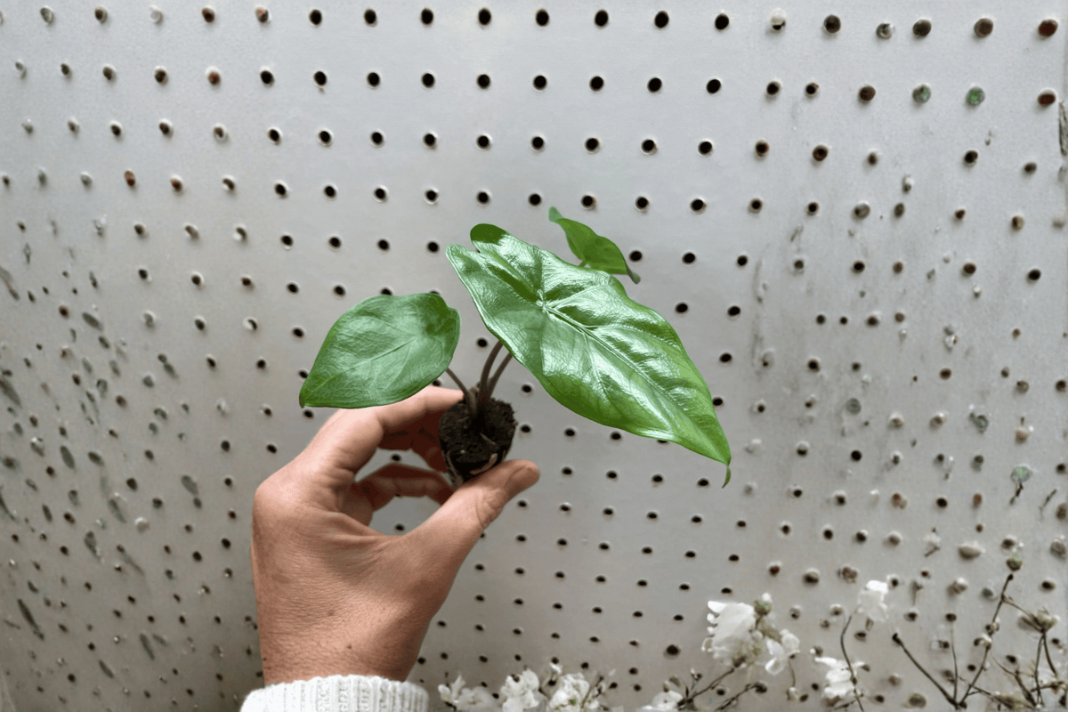Alocasia 'Corazon' Starter Plants – 2 Live Bare Root Indoor Tropical Aroid