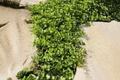 Lemon Creeping Thyme (Thymus × citriodorus) – 1 Live Plant in 4-Inch Pot