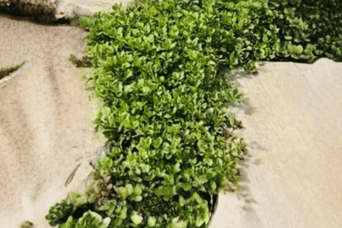 Lemon Creeping Thyme (Thymus × citriodorus) – 1 Live Plant in 4-Inch Pot