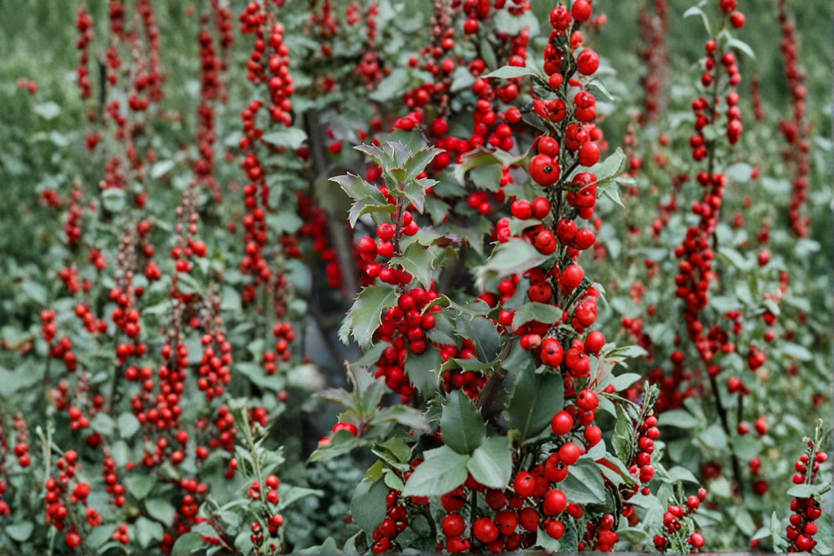 Blue Princess Holly Live Plant - Ilex × meserveae 'Blue Princess' 1 Gallon Pot