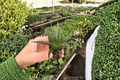 Haworthia herbacea Starter Plants - Bare Root (2 Plants)