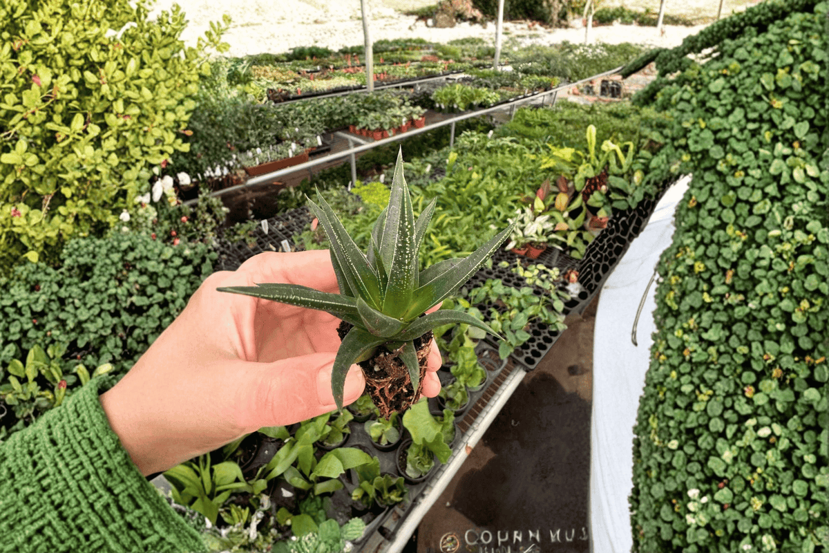 Haworthia herbacea Starter Plants - Bare Root (2 Plants)
