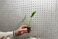 Philodendron Goeldii Starter Plants (Thaumatophyllum spruceanum) – 2 Live Starter Plants in Soil Pods