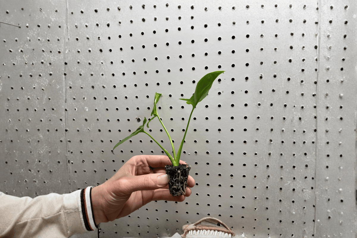 Philodendron Goeldii Starter Plants (Thaumatophyllum spruceanum) – 2 Live Starter Plants in Soil Pods