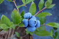 Sunshine Blue Blueberry Bush - 1 Gallon Pot, Bushy, Compact Fruit Shrub